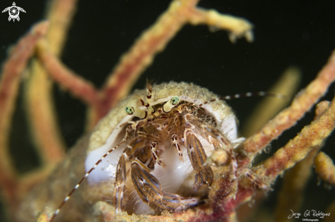 A Pagurus anachoretus | Hermit crab