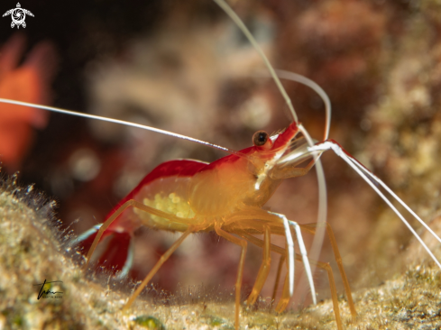 A Caribbean cleaner shrimp