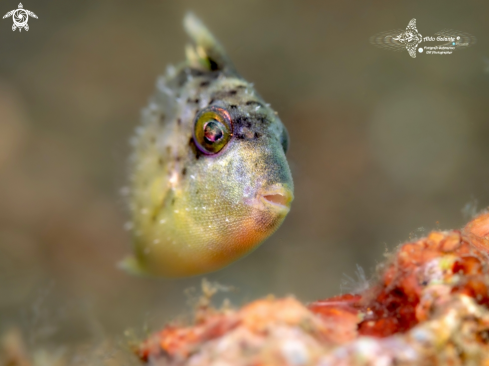 A Pseudobalistes flavimarginatus (Rüppell, 1829) | Tiny Triggerfish Juvenil