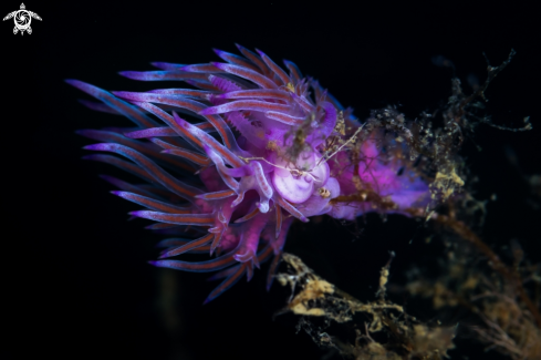 A Flabellina affinis nudibranch | Flabellina nudibranch