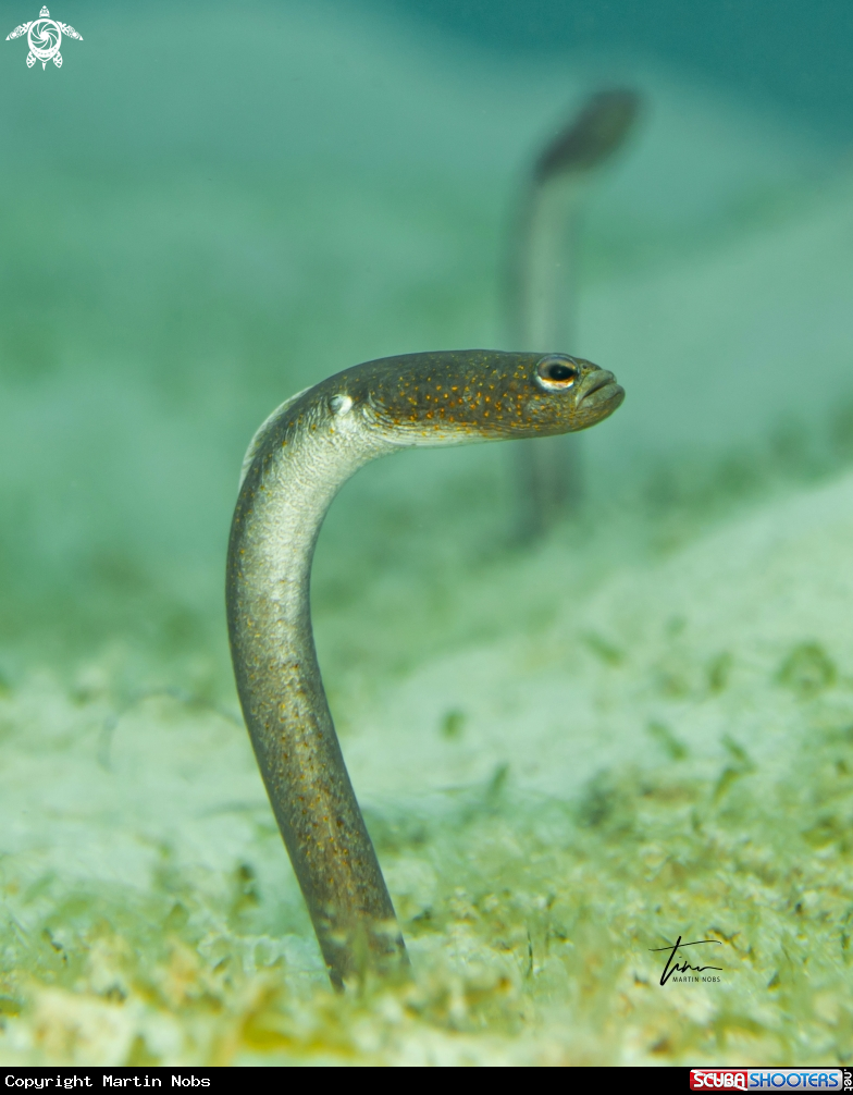 A Brown Garden eel