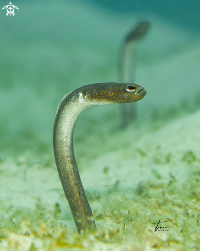 A Brown Garden eel