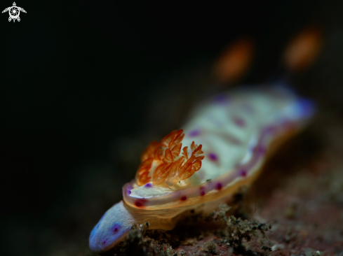 A Nudibranch