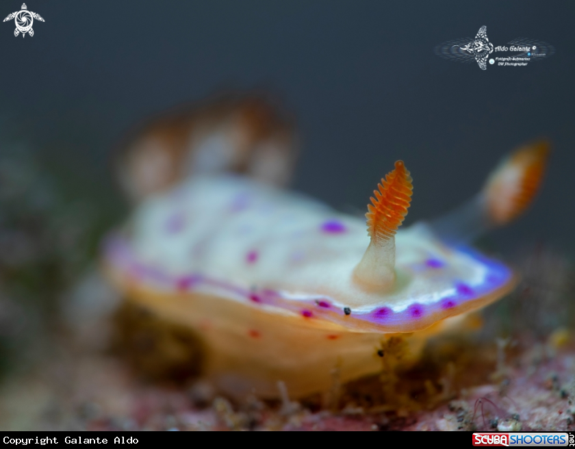 A Nudibranch Juvenil