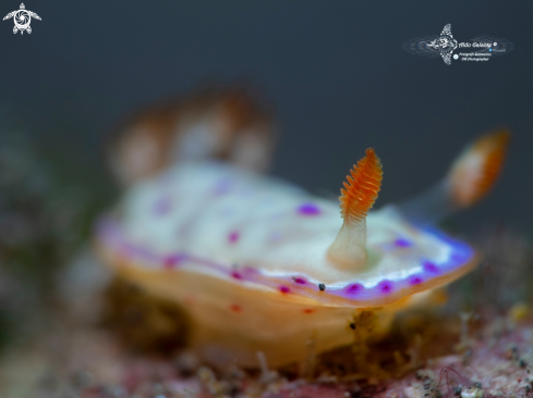 A Nudibranch Juvenil