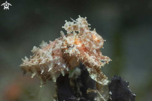 A cuttlefish