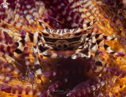A Zebra urchin crab