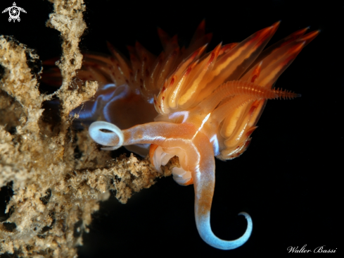 A dondice banyulensis