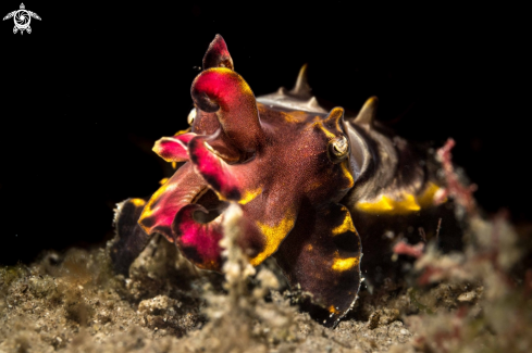 A Flamboyant cuttlefish