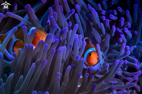 A Amphiprion ocellaris | FISH