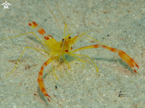 A Golden coral shrimp