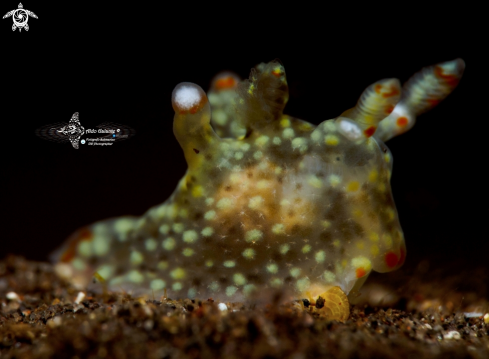 A Thecacera sp. | Nudibranch