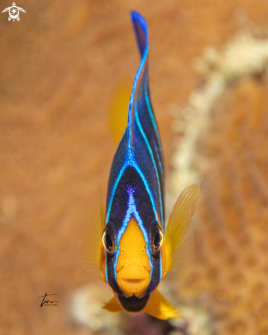 A Holacanthus ciliaris | Queen Angelfish