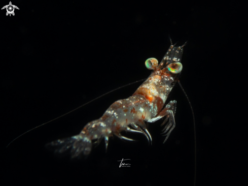 A Metapenaeopsis goodei | Velvet shrimp