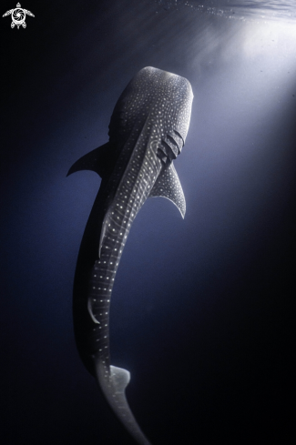 Whaleshark