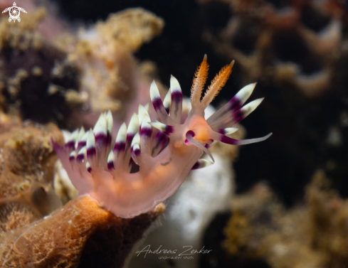 A Coryphellina exoptata | Desirable flabellina