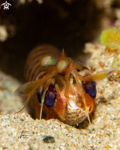 A Mantis shrimp