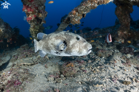 A puffer fish