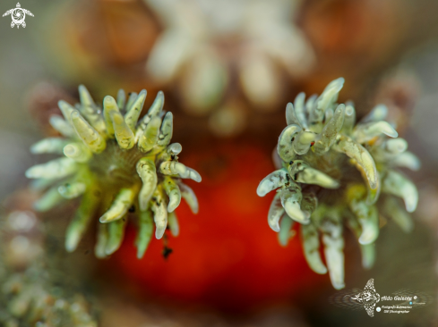 A Lybia tessellata (Latreille in Milbert, 1812) & (Triactis producta)  | Boxer Crab