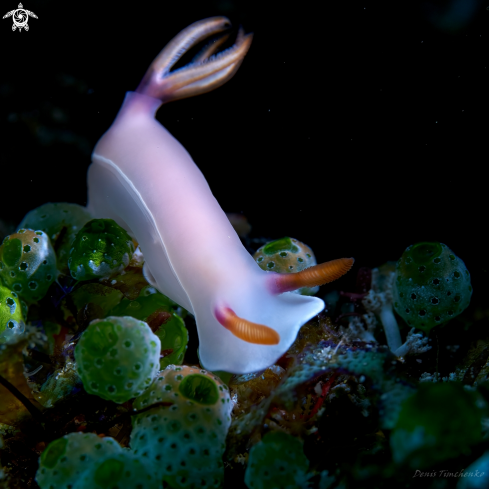 A Hypselodoris bullockii | NUDIBRANCH