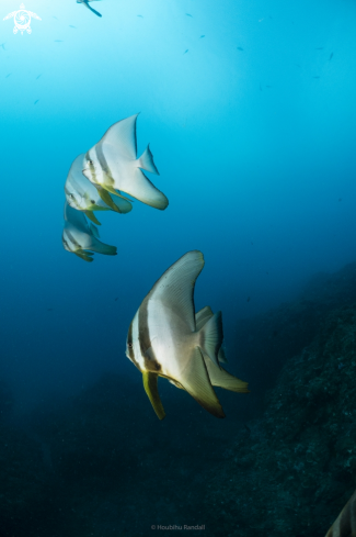 A batfish