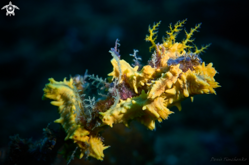 A Colochirus robustus | Holothurias