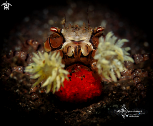 A Lybia tessellata (Latreille in Milbert, 1812) | Boxer Crab 