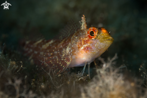 A Pesce peperoncino