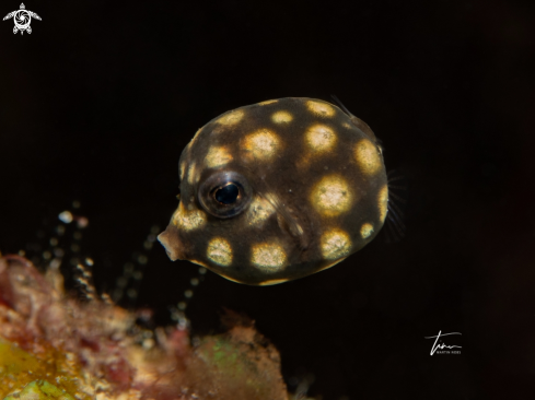 A Smooth Trunkfish