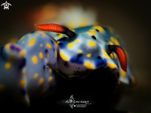 A Hypselodoris roo Gosliner & R. F. Johnson, 2018 | Nudibranch