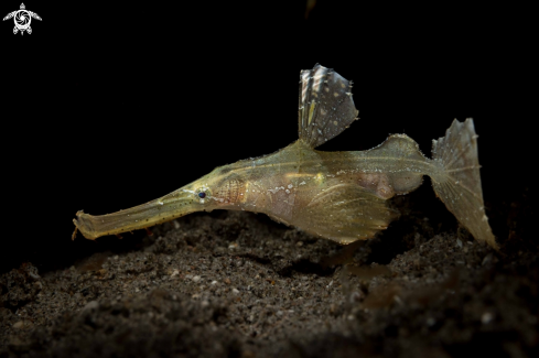 A Robust Ghost Pipefish