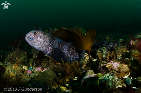 A Sub Adult Wolf Eel