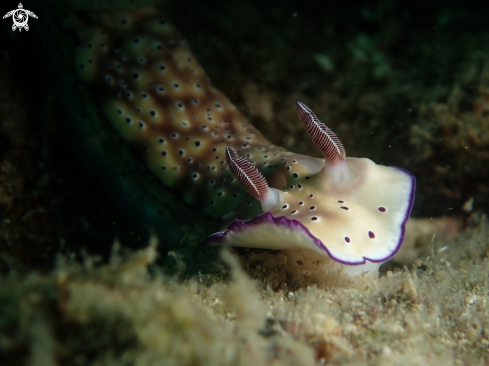 A Nudibranch