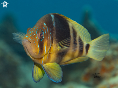 A Hypoplectrus puella | Barred Hamlet