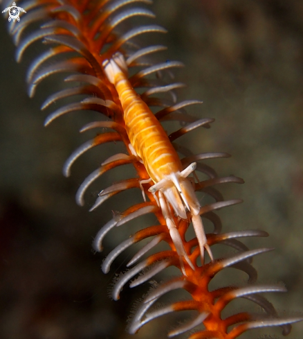 A Laomenes amboinensis | Cronoid Shrimp