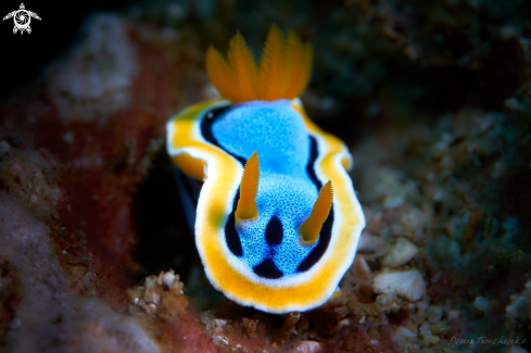 A Chromodoris annae | NUDIBRANCH