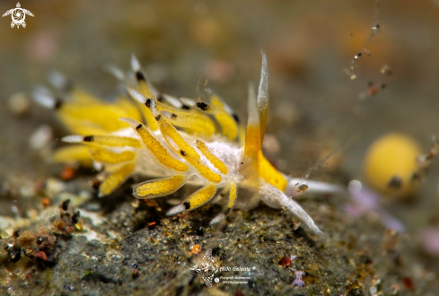 A Trinchesia sp. | Nudibranch
