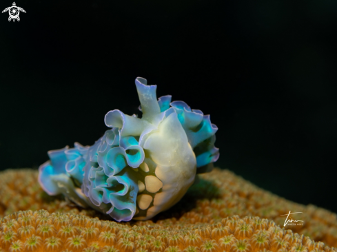 A Lettuce sea slug