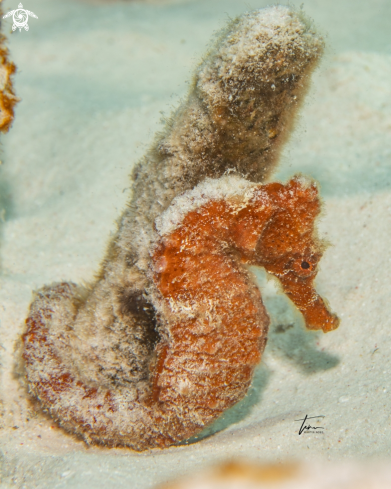 A Seahorse