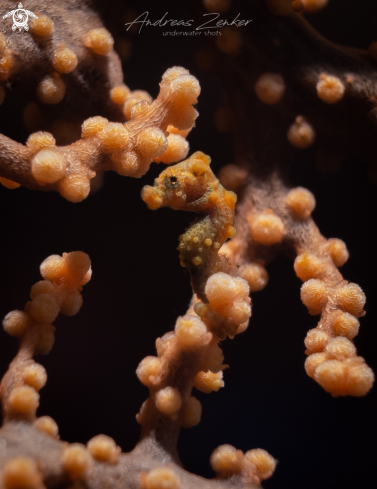 A Pygmy seahorse