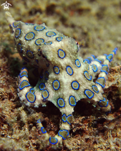 A Hapalochlaena lunulata | Blue Ringed Octopus