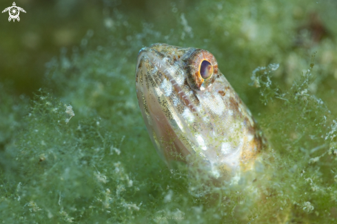 A lizardfish