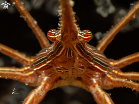 A Stenorhynchus seticornis | Arrow crab