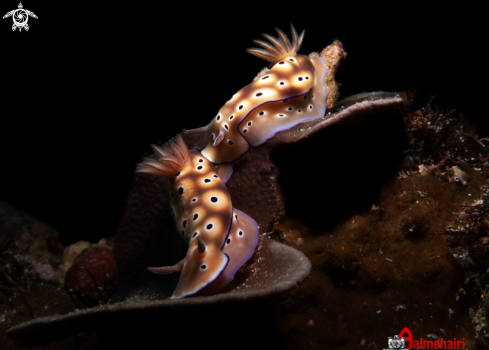 A Hypselodoris tryoni