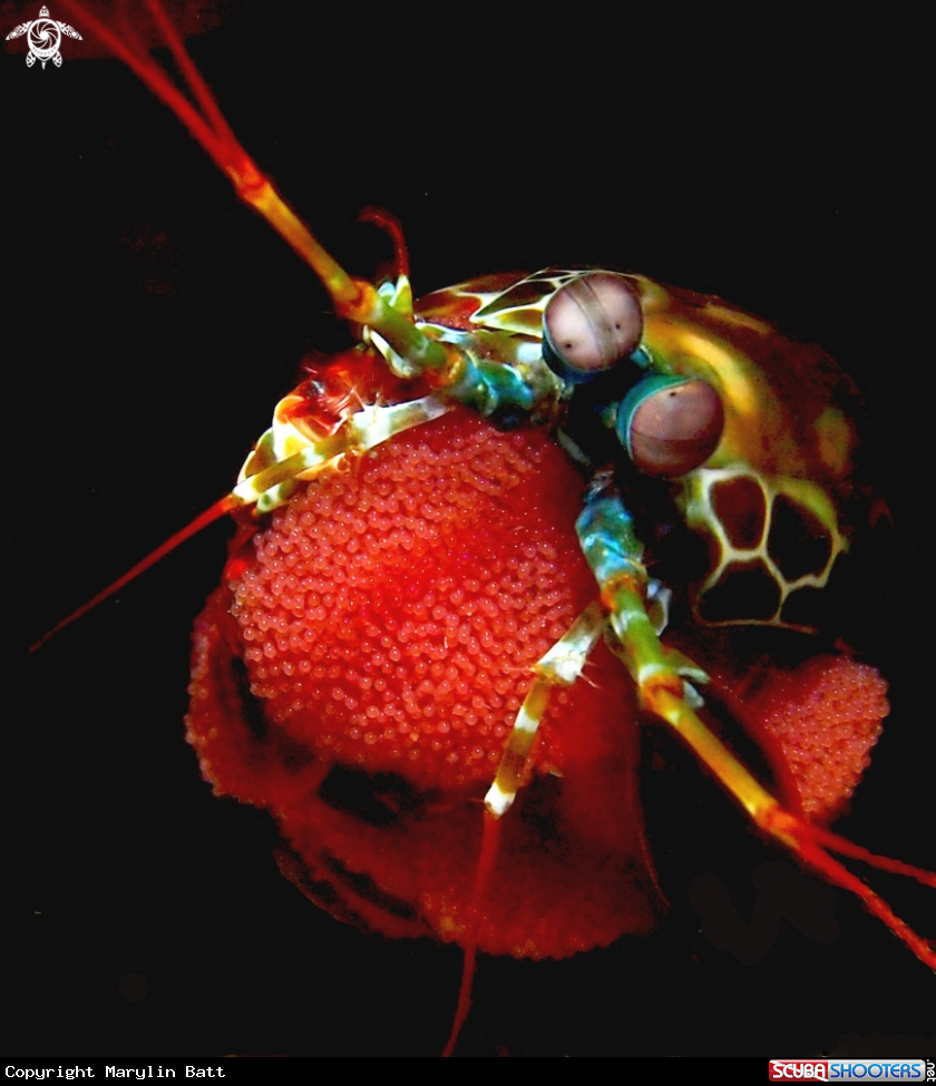 A Pecock Mantis Shrimp