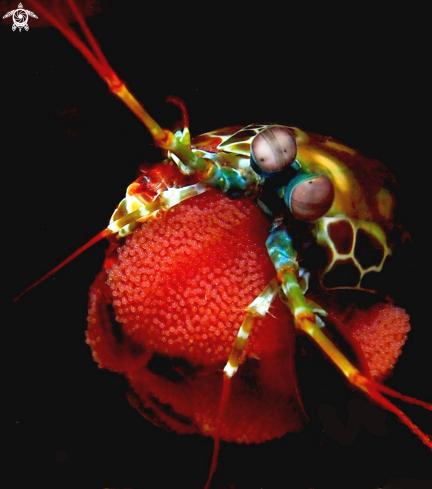 A Pecock Mantis Shrimp