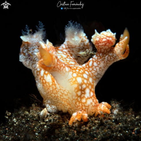 A Bornella hermanni  | Nudibranch