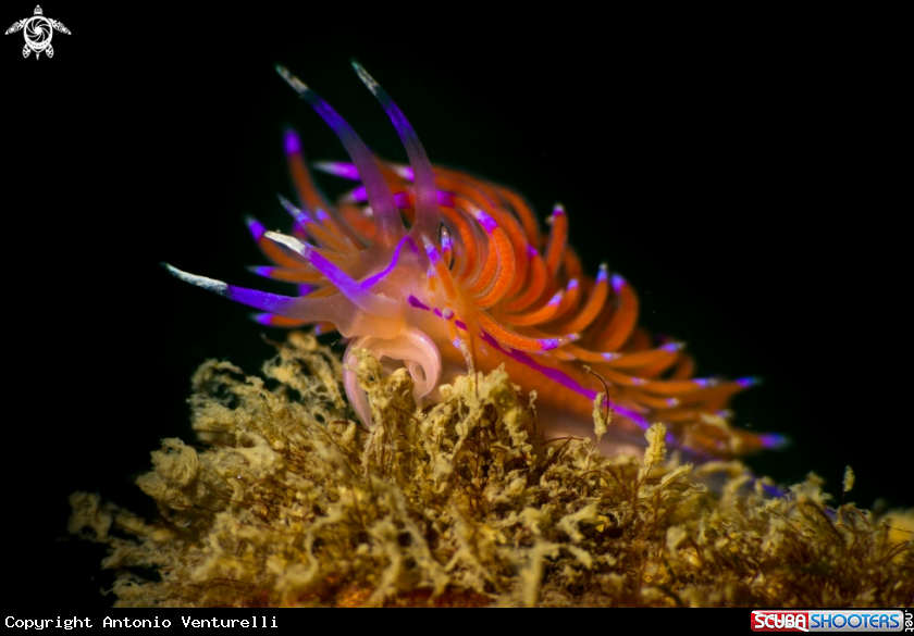 A Redline flabellina nudibranch