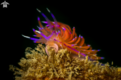The Redline flabellina nudibranch