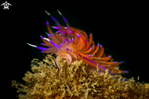 A Coryphellina rubrolineata | Redline flabellina nudibranch